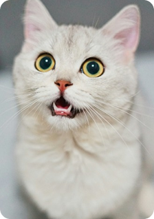 Gatinho para adoção